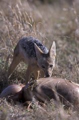 Chacal à chabraque mangeant la proie d'une lionne Masaï Mara