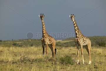 Pair of Masai Giraffes on the look-out Masai Mara Kenya
