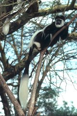 Colobe noir et blanc d'Afrique allongé sur une branche