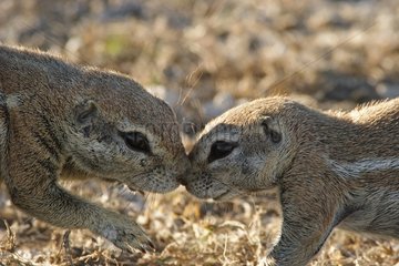 South African ground squirrels smelling their nose Etosha NP