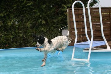 Cocker Spaniel springt in einem Schwimmbad Frankreich