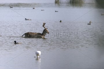 Fallow Deer crossing a swamp and Ducks in Catalonia