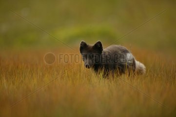 Arctic Fox walking in meadow cautiously in Iceland