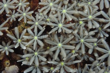 Octocoral Komodo Indonesia