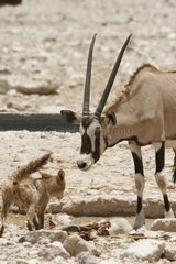 Oryx intrigué par un chacal et sa proie PN Etosha