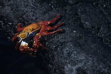 Sally Lightfoot Crab auf einer Felsen Sombrero Chino Island