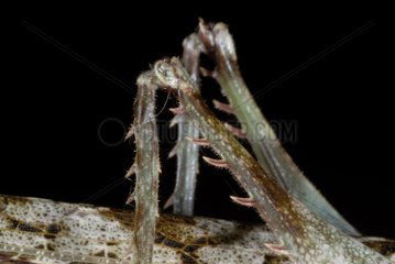Hinterbeine einer neotropischen Heuschrecken -French -Guayana