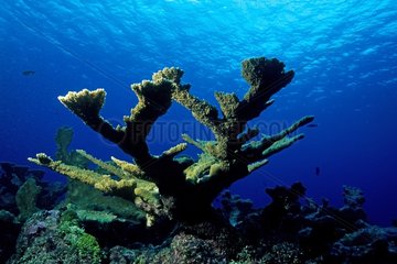 Elkhornkoralle auf einem Korallenriff auf den Bahamas