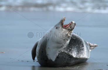 Phoque veau marin criant Mer du Nord Allemagne