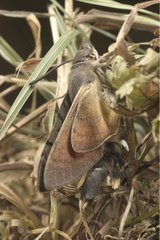 Junge Olivenbiene Falke-Moth Frankreich