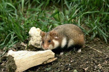 Hamster commun en liberté dans la steppe