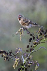 Lesser redpoll standing on a branch of alder Great Britain