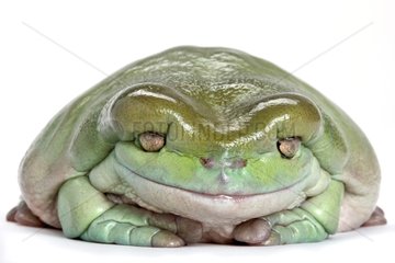 Portrait of a White's tree frog adult and obese