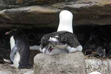 Black browed Albatross and chick at nest Faklands Islands