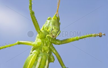 Speckled bush-cricket view from below