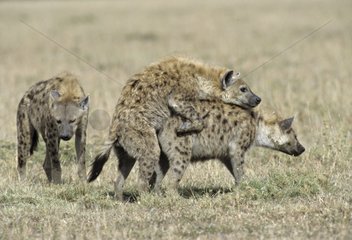 Coupling of Speckled Hyenas Kenya