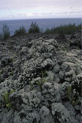 Plantes colonisant la lave cordée Piton de la Fournaise
