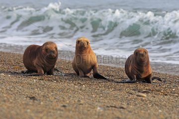 Young Sea Lions walking on the beach Patagonia