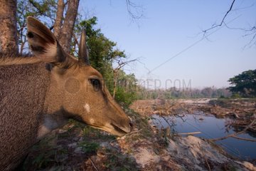 Portrait of a Nilgai male near the river in Bardia NP Nepal