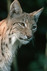 Lynx boréal portrait
