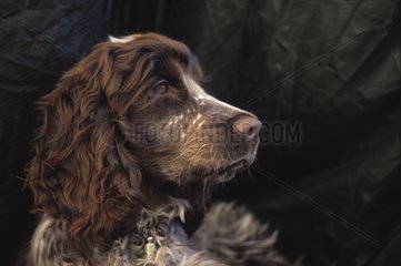 Porträt eines jungen Schweizer Cocker Spaniel Dog