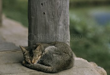 Cat sleeping near a picket Burma