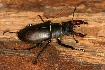 Stag beetle on bark Sieuras Ariege France