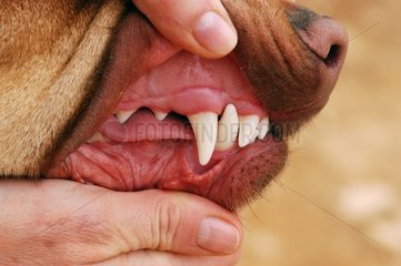 Gros plan de la dentition d'un chien