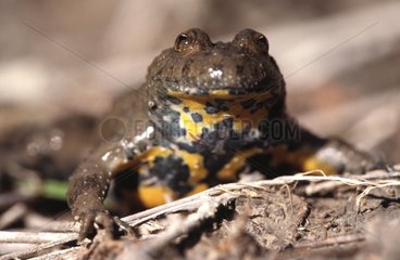 Portrait of a Yellow-bellied Toad Hautes-Alpes France