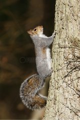 Grey squirrel climbing on a tree trunk Great Britain