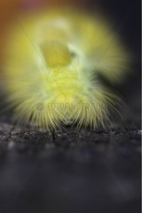 Front shot of Pale Tussock caterpillar on trunk Switzerland