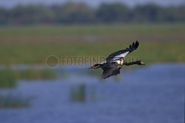 Magpie goose in flight above a swamp Australia