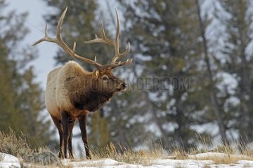 Wapiti male in winter Yellowstone USA