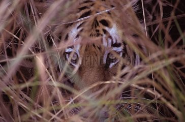 Tigre du Bengale tapis dans les herbes Bandhavgarh PN Inde