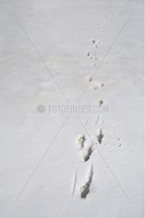 Murmeltierspuren in Schneepyrenäen