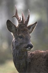 Roe Deer with a velvet rest on its antlers France