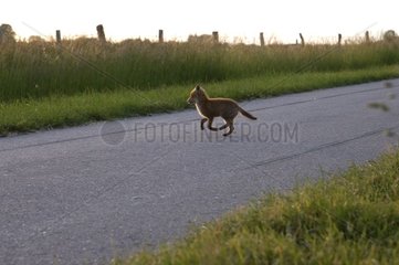 Fox Cub überquert eine Straße der Vosges Frankreich