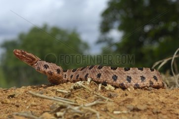 Carolina pigmy rattlesnake on ground