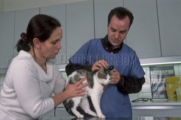Auscultation des oreilles d'un chat chez le vétérinaire
