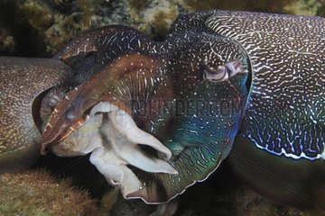 Giant Australian Cuttlefish mating South Australia