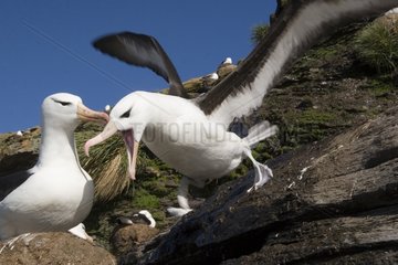 Black browed Albatross male landing at nest Falkands