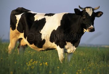 Vache Prim'Holstein dans un pré France