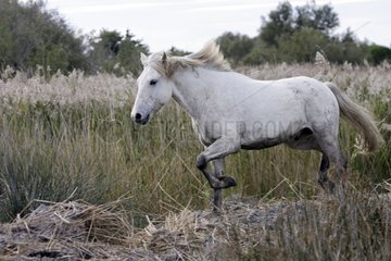 Camarguais horse trotting in the marsh Camargue France