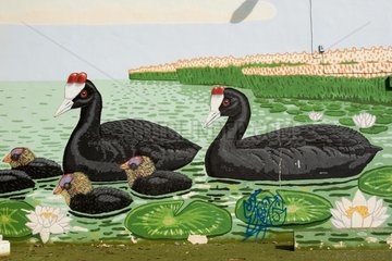 Red-knobbed Coot family on a wall painting