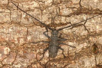 Longicorn beetle posed on bark Sieuras Ariège France