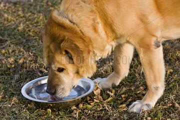 Brown dog drinking water in a plate