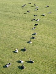 Herde von Holstein -KÃ¼hen  die in der Grasmoselle liegen