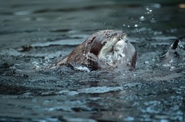 Europäische Otter  die in Deutschland Wasser kämpfen