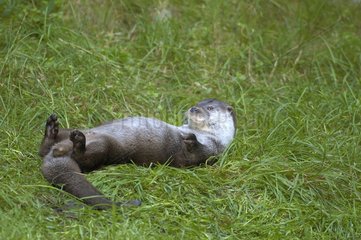 Otter resting on grass in edge of river