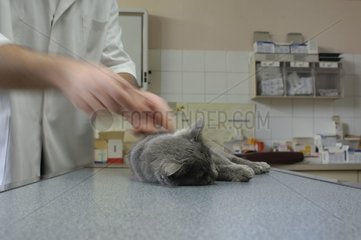 Examen d'un chaton sous anesthésie générale par vétérinaire